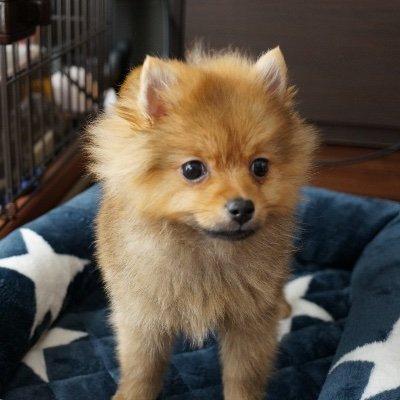 ポメラニアンのモコ 18年10月11日生まれ Youtube更新しました ポメラニアン 犬好きな人と繋がりたい Youtube 伊豆高原 伊豆シャボテン動物公園 カピバラ チンパンジー お出かけ 犬vsカピバラ 雨の日でも楽しめる伊豆シャボテン公園