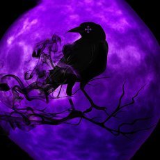Krytical Raven