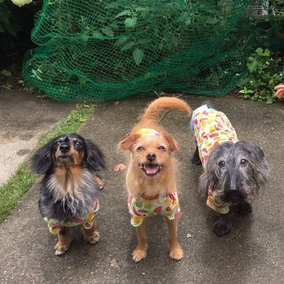 ぷんぷん 先日 コロナから遠ざかろうと 姉と姪とぷん氏とキャンプに行ったのです 楽しんだぷん氏は膝に擦り傷 ちょこちょこ外出回数を増やし 全て実家だけど そろそろカフェに行こうと思ってたのに悩ましい数字が続く日々 保護犬カフェ西八王子