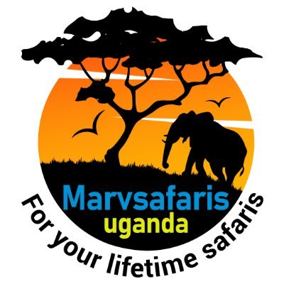 I am a tours and travel agency based in Uganda, offering all safari packages, ranging from wildlife safari, birding safaris, gorilla and chimpanzee safaris.