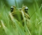 I'm a frog on the prowl