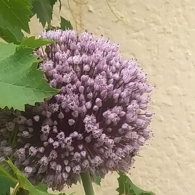 vima714's profile picture. Un viatge de mil milles comença amb un primer pas.