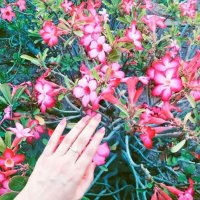 زهراء عاشور (@z_aash23) Twitter profile photo