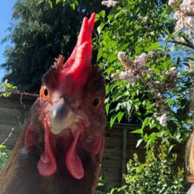 Zena_inStitches's profile picture. in no particular order - Teacher, Crafter, Knitter, Sewer, Cake baker, chicken keeper, shoe collector, gardener.