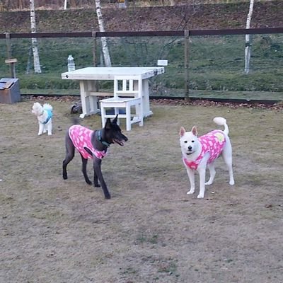 伊予の国から🐶ワン🐶ワン🐶ワン
元気があればなんでもできる(V)o\o(V)