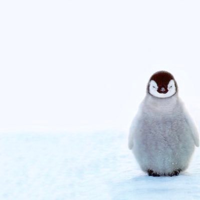 tsuresaranaide's profile picture. 毎日ブタと罵ってきた、妊娠中の妻が家出→虚偽モラハラで離婚調停申立→調停不成立、別居中。婚姻費17万/月。有責事項なし。別居親4年over。妻は実家依存で自立心0。子ども部屋ママ継続中。毎回感心するほどの嫌がらせに晒されつつ、月一はギリ会えてはいます。本当の意味の共有親権をはよ。