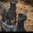ブルー飼いたいのアイコン