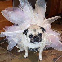 Guppy ' s mom (@momguppy) 's Twitter Profile Photo Guppy ' s mom (@momguppy) 's Twitter Profile Photo