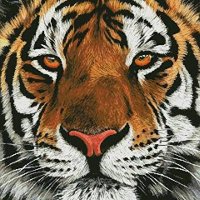Tigers Football (@tigersonwrnj) 's Twitter Profile