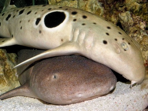 shark_keeper's profile picture. Misanthrope. Photographer. Loathe kids. Born cynical & went downhill from there. Most views bile & filth. Atheist. Dropped dead, didn't like it, came back.