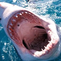 BenG (@sharks625) 's Twitter Profile