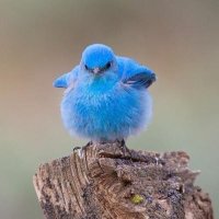 perchontheporch (@perchontheporch) 's Twitter Profile Photo perchontheporch (@perchontheporch) 's Twitter Profile Photo
