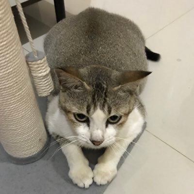 保護猫モナ インドネシア Mona Hogo Neko Twitter 保護猫モナ インドネシア Mona Hogo Neko Twitter