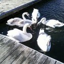 diane clements - @kittysquirrel - Twitter