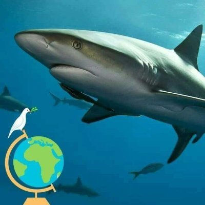 Shireshire8's profile picture. 