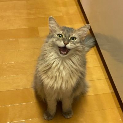 rin0301さんのプロフィール画像