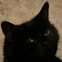 Catspuragus(@Dolphinblader) 's Twitter Profile Photo