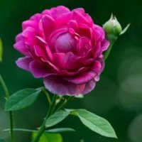 كبلز المدينه k. H (@kaled15183208) 's Twitter Profile