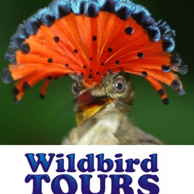 Wildbird Tours is an experienced company that offers trips for  bird watchers in Costa Rica.  We are a company made up of people who love birds and nature.