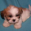 Ernest Lupinacci - @ejlupinacci - Twitter