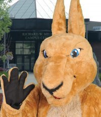 I am the official mascot of the SUNY Canton Kangaroos.