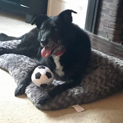 English Teacher, teenage girls, RIP ridiculous hound 😢, Uibhisteach, LCFC 🦊💙.