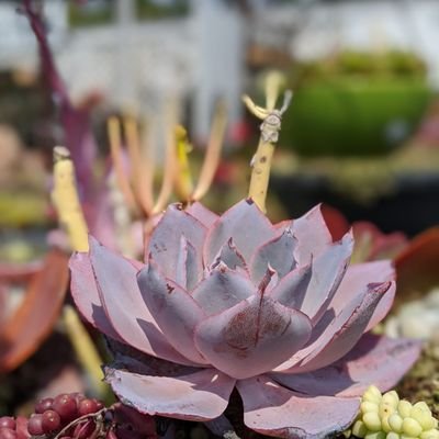 SUCCdotCARE's profile picture. Helping others help their succulents live their best lives! And stocks. I like the stocks.