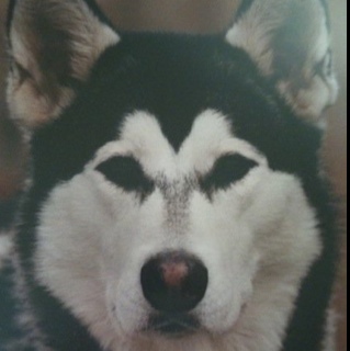 tjuhnke's profile picture. 