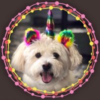 👑🌼Daisy the Malti-pom🌼👑(@daisy_pom) 's Twitter Profile Photo