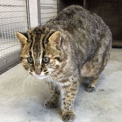 動物大好きです！
動物の中で1番好きなのは、猛禽類〈もうきんるい〉〈フクロウなど〉、有袋類〈ゆうたいるい〉〈カンガルーなど〉　猛獣〈虎やライオンなど〉、後パンダですこの中で1番好きなのは、パンダです
パンダが好きな人もTwitterで一緒に話そう！
フォローしてね