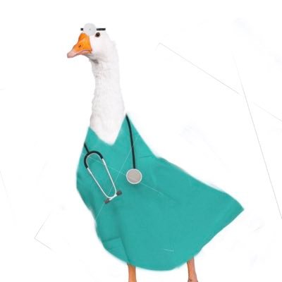 I am a Goose with a medical degree