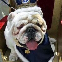 Chris Greene (@jedidog1) 's Twitter Profile