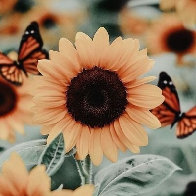 TierraJovenes's profile picture. Un espacio donde los jóvenes pueden compartir sus experiencias para apoyarse entre sí, saber que no están solos y ayudar a otros iguales en todo el mundo.