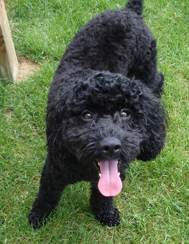 GuidryCockapoo's profile picture. I'm usually confined to the house - until I decide to break for my freedom, that is. Thanks for leaving the door open, Joy and Emma!