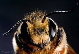 cababees's profile picture. A service of the Capital Area Beekeeper's Association