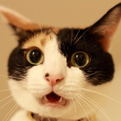 ultra_kitten's profile picture. 最近は趣味と健康の情報収集メインです。