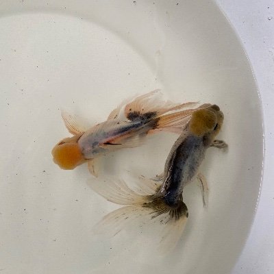 morocco__'s profile picture. 下町育ち、江戸っ子譲りの口下手です。 特定建設業。小学校?以来　昨今淡水魚と金魚飼育にﾊﾏって日々色々と勉強です。　趣味ですが、釣り・車→昭和車、ﾃﾞｺﾄﾗ・大工・鉄工加工ま～そういった処です。音楽、矢沢の永ちゃん　自然な場所と下町好きで、都会嫌いです。　ｺﾝﾋｭｰﾀｰ音痴ですがお手も柔らかにﾖﾛｼｸお願いします。