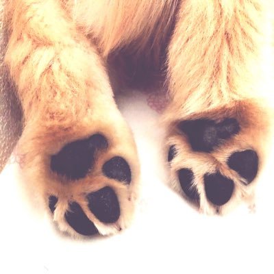 doggyandsoul's profile picture. ペットの自然療法家。 食の真実などをお伝え下さってる投稿にペット業界目線でのRTばかりで失礼します🐶🙏 L.Oベジー🥕 これまで最高峰とされてきた｢医療グレード｣を超える精油と🐶の遺伝子栄養学×東西伝統医学+行動心理学から紐解く🐶🐱飼育情報は固ツイのオンラインサロンで配信中🐾