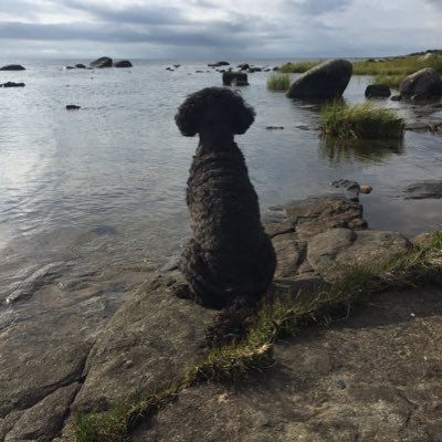Lizfinpet's profile picture. 