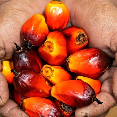 Palm oil is good. Palm oil for everyone and #palmoilislife