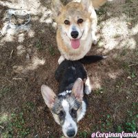 Corginanfamily(@Corginanfamily) 's Twitter Profile Photo