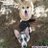 Corginanfamily's profile image