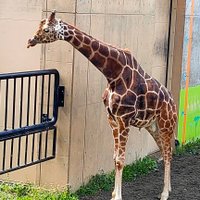 麒麟🦒 (@natt82009413) 's Twitter Profile Photo