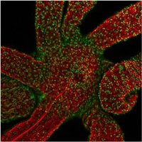 Tsiairis Lab (@tsiairislab) 's Twitter Profile Photo Tsiairis Lab (@tsiairislab) 's Twitter Profile Photo
