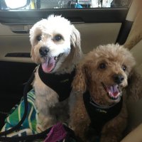 Luke&Tucker (@we_are_luke_tuc) 's Twitter Profile