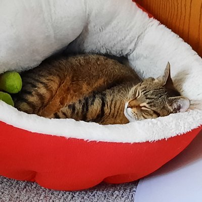 TodaysCatLover's profile picture. 