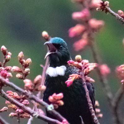 Birds of Aotearoa Profile