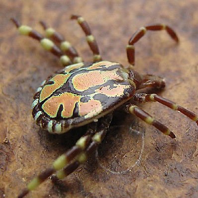 Trying to catch the complexity of ticks-hosts-pathogens systems. Loving bird watching and Single Malts (not necessarily in this order). Fluent in sarcasm.