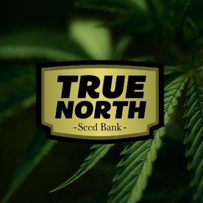 We are trusted international suppliers of top quality Cannabis Seeds, delivered Worldwide! We offer a nearly limitless selection of cannabis seeds.