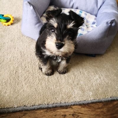 Schnauzer pup with a bit of attitude and a best friend called Tiggy. Loving the world one sniff at a time.